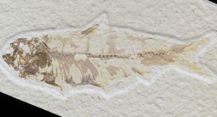 Bargain Knightia Fossil Fish - Wyoming #42437